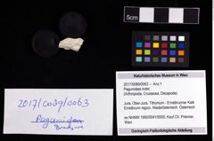 Foto (Objekt + Etikett) von Paguroidea indet.  (NHMW-GEO-2017-0089-0063)